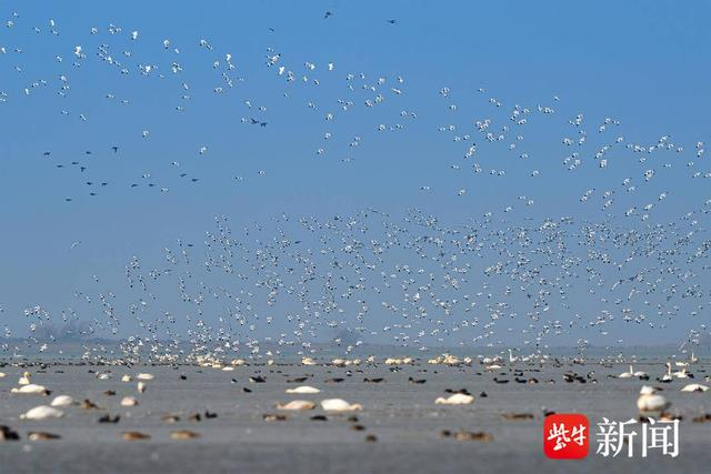 冬日里石臼湖候鸟"鸟浪"频现   摄影师拍下千只反嘴鹬起飞壮观景象