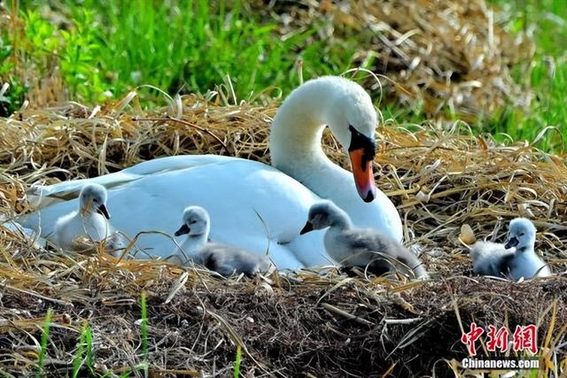 图为刚刚出生的天鹅宝宝。贾群夫 摄