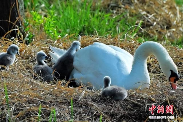 图为刚刚出生的天鹅宝宝。贾群夫 摄