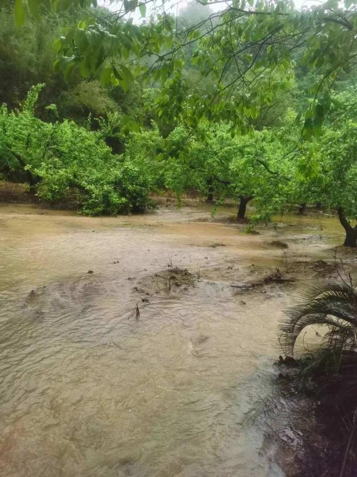 4月23日，始兴县一处三华李果林，果园有明显积水。受访者供图
