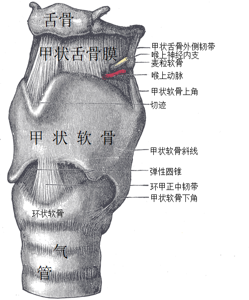 男生的喉结,为啥不能乱摸?
