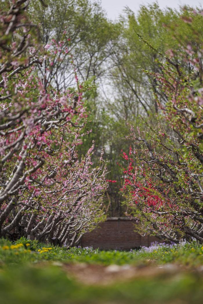 资源圃的入口处,栽有180棵蟠桃树,是她口中的蟠桃园