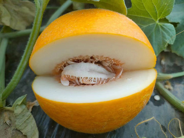 内蒙古磴口县巴彦高勒镇:华莱士瓜借科技翅膀抢"鲜"飞四方