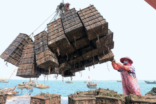 　　在福建福州市连江县，鲍鱼喜获丰收。　受访者供图