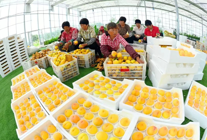 大冈镇志凤农场负责人 陈寅我种植的面积达170亩,主要以种植桃果和