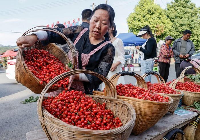 纳雍总溪河樱桃节图片