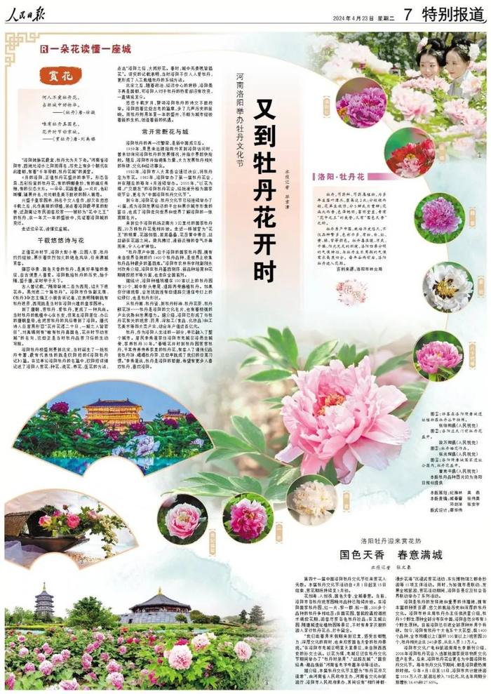 洛阳牡丹为何能盛放千年?