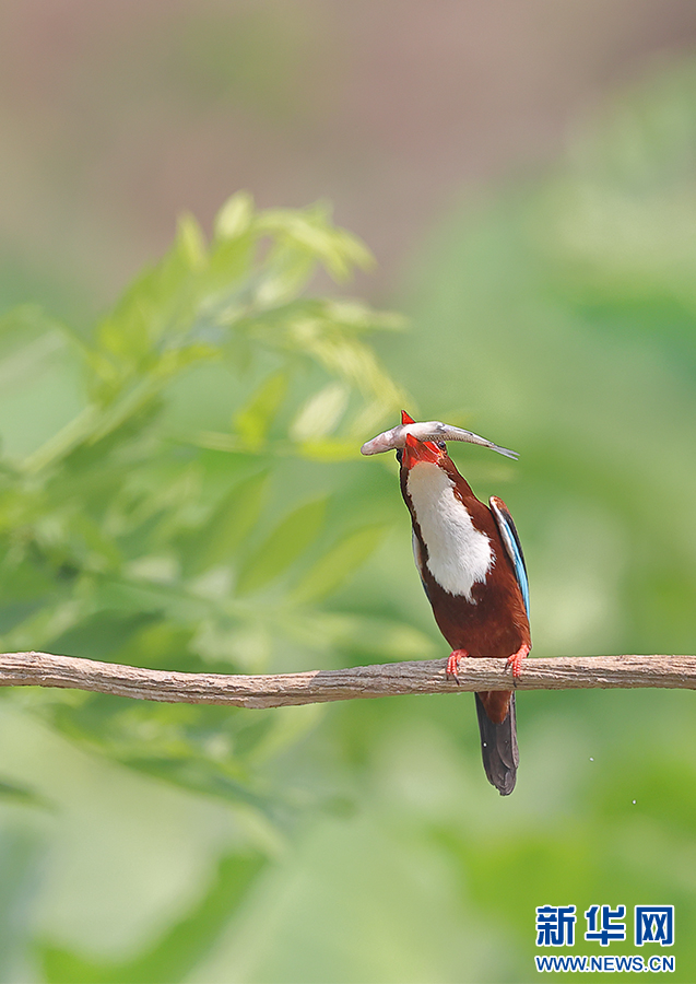 云南盈江:摄影师捕捉到翡翠鸟捕鱼精彩瞬间