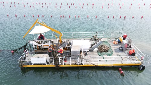 　　在山东威海市，农户操作延绳吊养牡蛎机械化采收设备采收牡蛎。　受访者供图