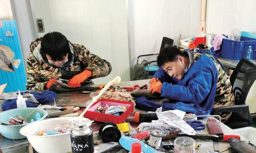 　　在山东荣成市，荣金合作社社员制作贝类标本。　受访者供图