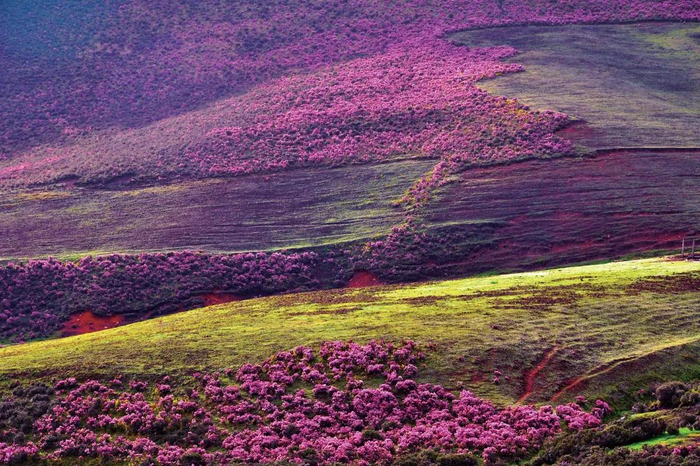 云南好生活 走进兰坪|【雪邦山音乐节】这个五一,跟着