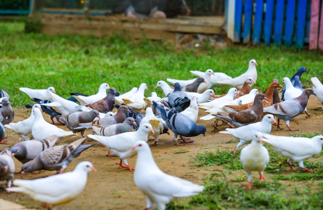 图/北京国际鲜花港微信公众号