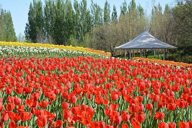 图/北京国际鲜花港微信公众号