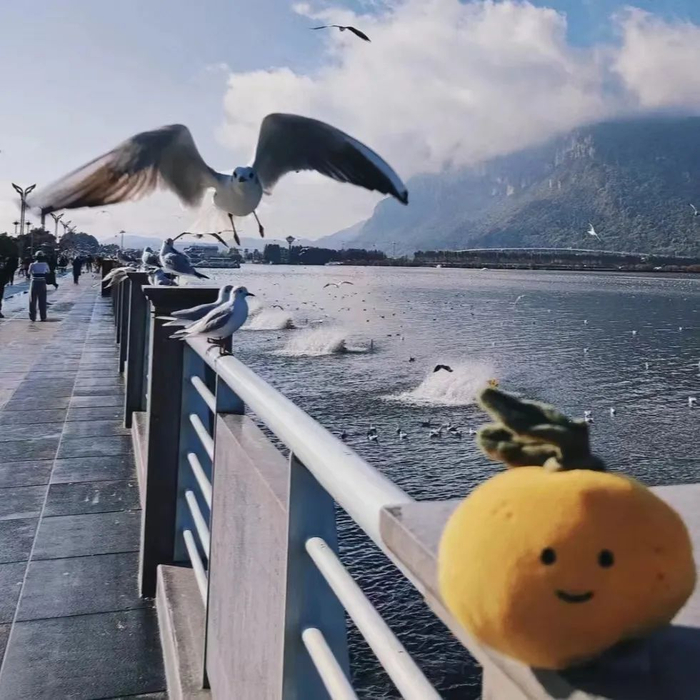 大桔在旅行中为桔子拍的照片。| 图片来源：大桔