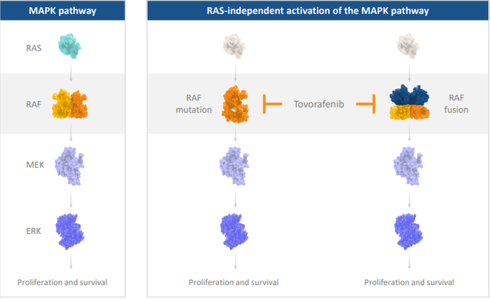 ▲Tovorafenib作用机制（图片来源：Day One Biopharmaceuticals公司官网）