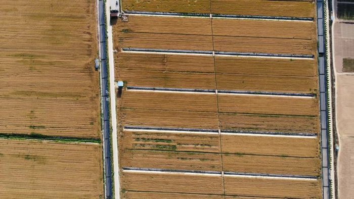 山东德州，麦田迎来丰收。资料图片