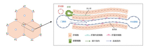 肝脏的基本结构。受访者供图