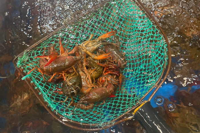 小龙虾将在5月后迎来销售旺季。 新京报记者 王思炀 摄