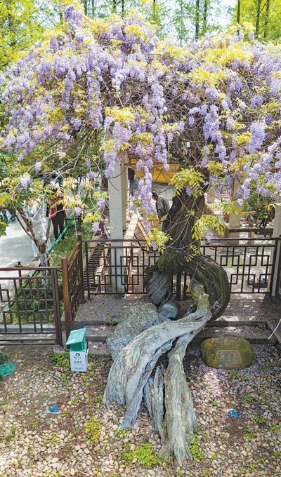 在江苏省南京市秦淮区太平巷35号的郑和公园内,一株造型奇特的紫藤引