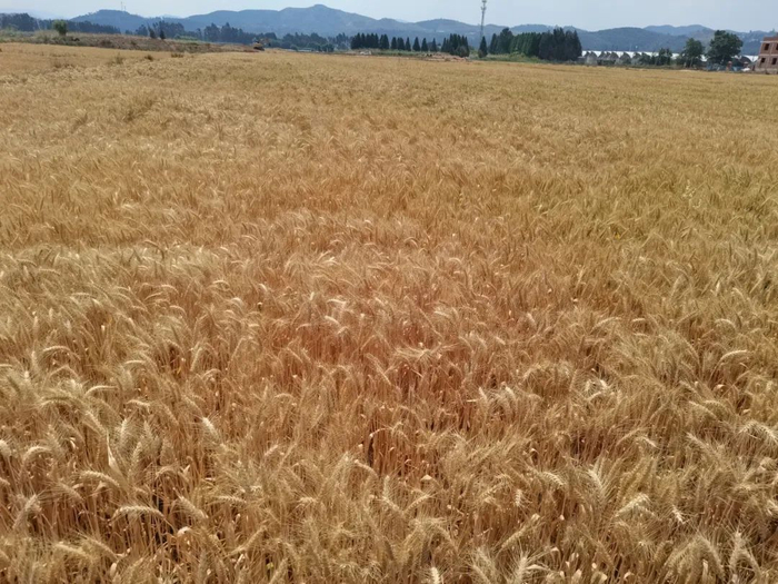 380亩小麦迎来大丰收!