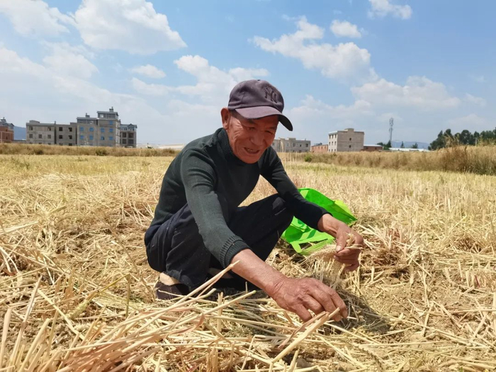 380亩小麦迎来大丰收!