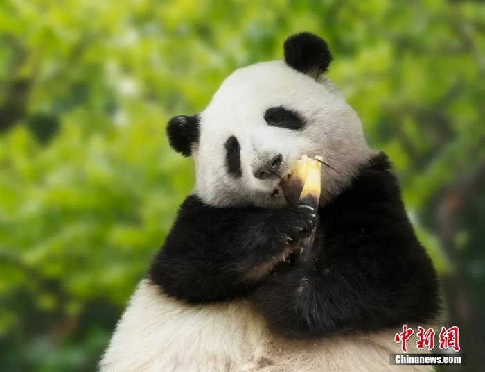 网红大熊猫"和花"的背影像极了三角饭团.中新社记者 安源 摄