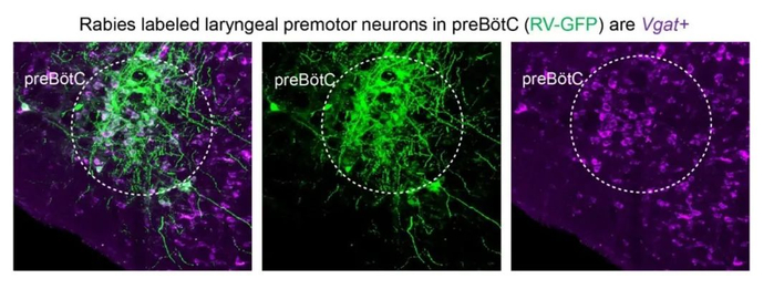 图片来源：原论文