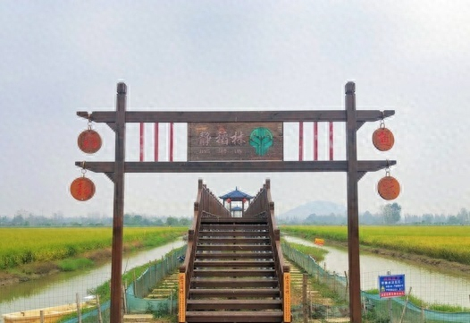 林道静生态稻虾共作示范基地。（罗山县庙仙乡人民政府供图）