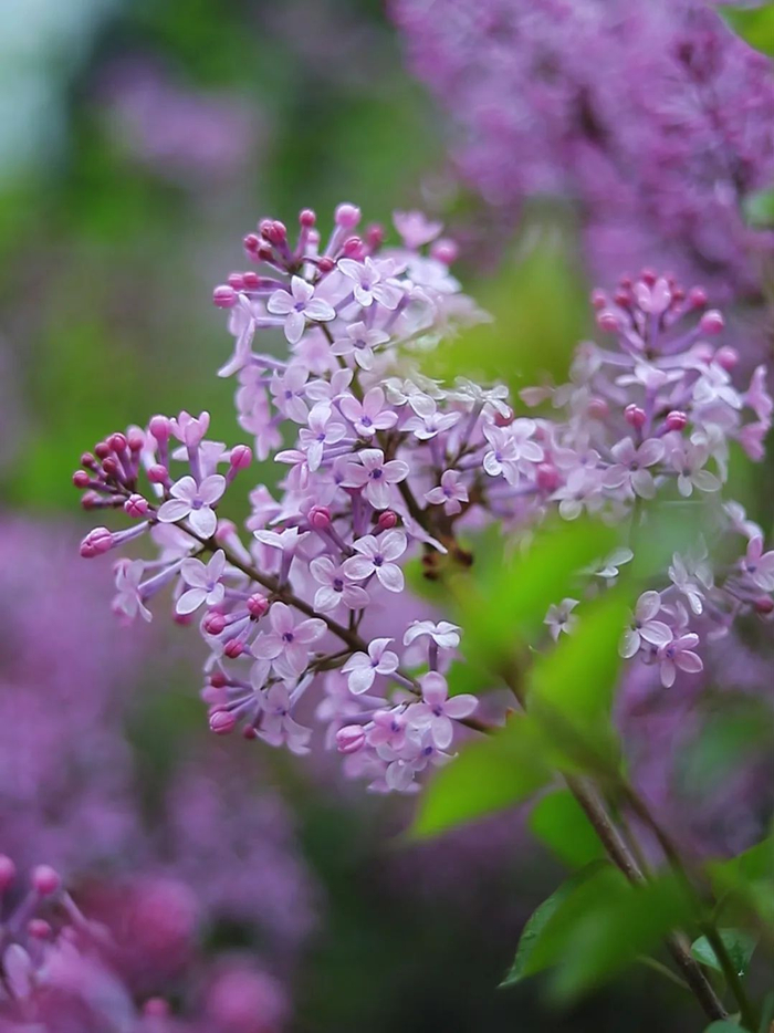 又见丁香花开,太惊艳了!