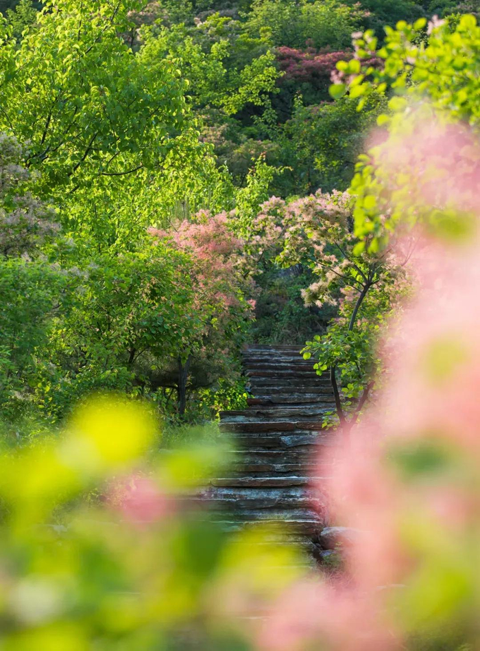 图/京西幽岚山微信公众号