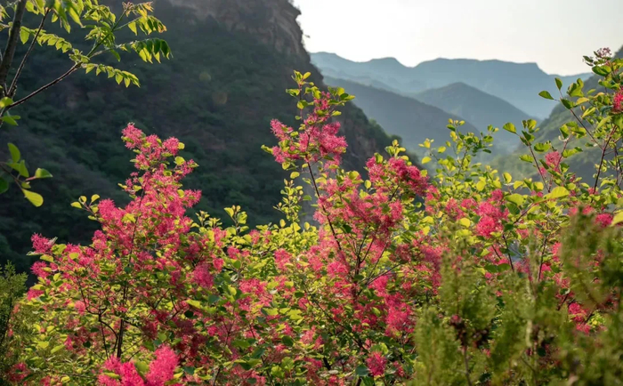 图/京西幽岚山微信公众号