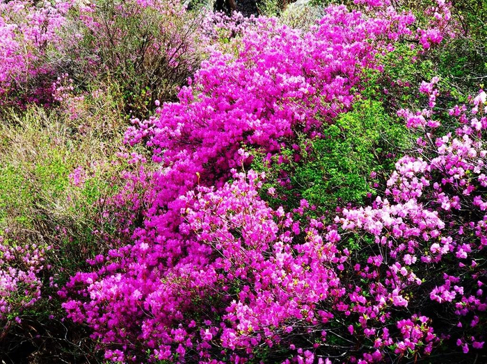 图/北京喇叭沟原始森林公园微信公众号