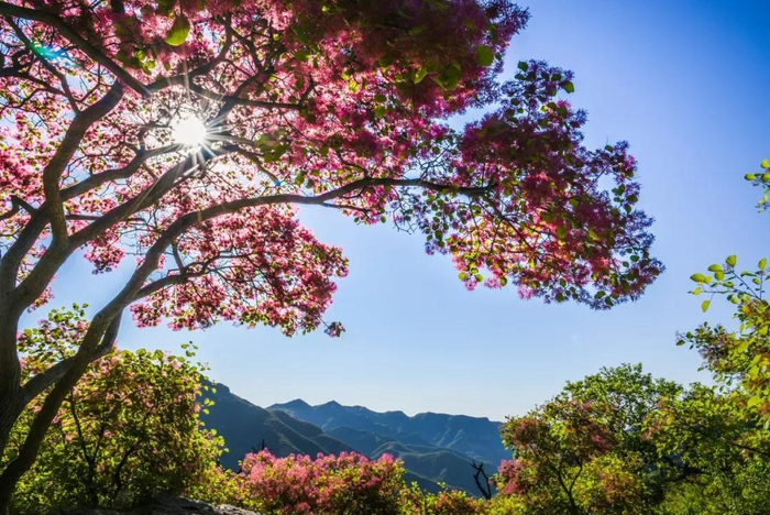 图/京西幽岚山微信公众号