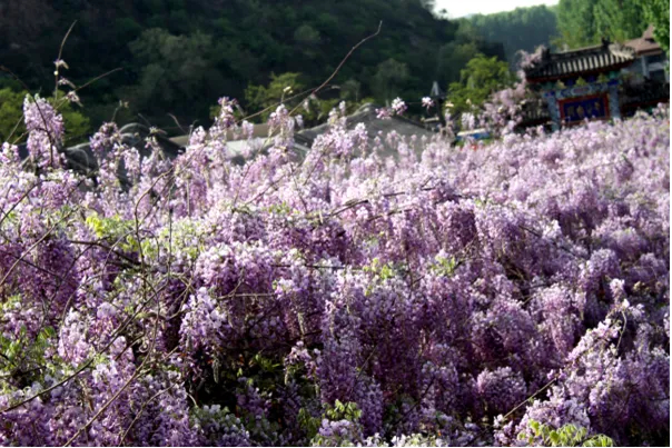 图/圣泉山微信公众号