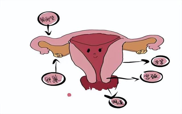 子宫全切示意图图片