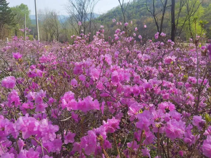 图/北京喇叭沟原始森林公园微信公众号