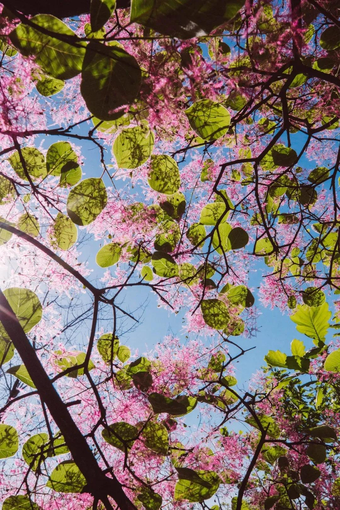 图/京西幽岚山微信公众号