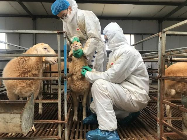 甘肃省民勤县湖羊养殖场里，王维民团队在测定湖羊性能。资料图