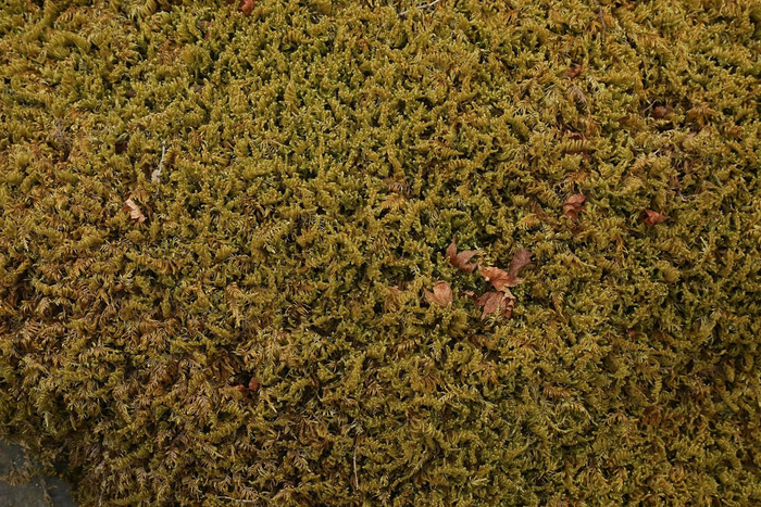 《虫鸣》，2018年，镰仓