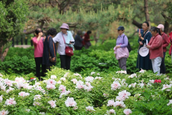 5万余株牡丹绽放太阳宫公园。