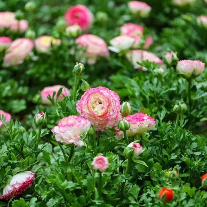 图/香山公园微信公众号