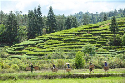 武夷采茶(侨乡新貌)