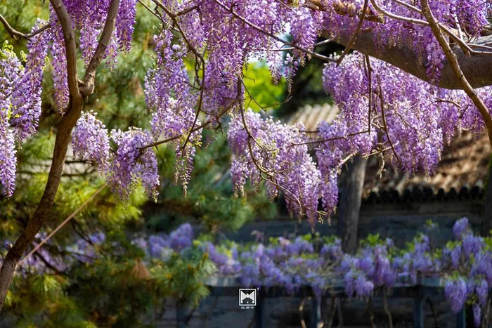 图/红螺寺微信公众号