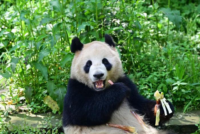 鑫宝 图片来源：中国大熊猫保护研究中心