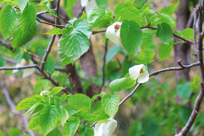 树上开满郁金香?国家植物园小众春花进入观赏期