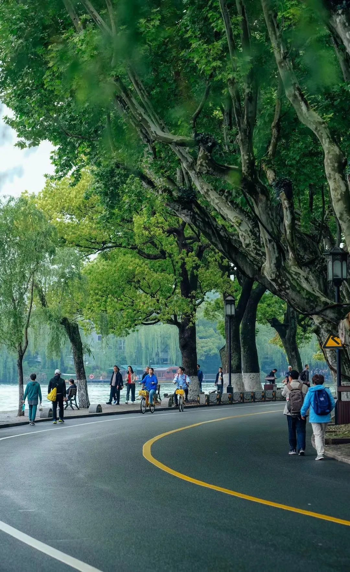 西湖边绿意盎然 摄影/北辰