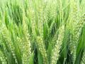 收割未成熟小麦作青贮饲料，一亩地收入1500元？农业农村部回应