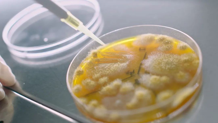 被誉为“核心芯片”的海天菌