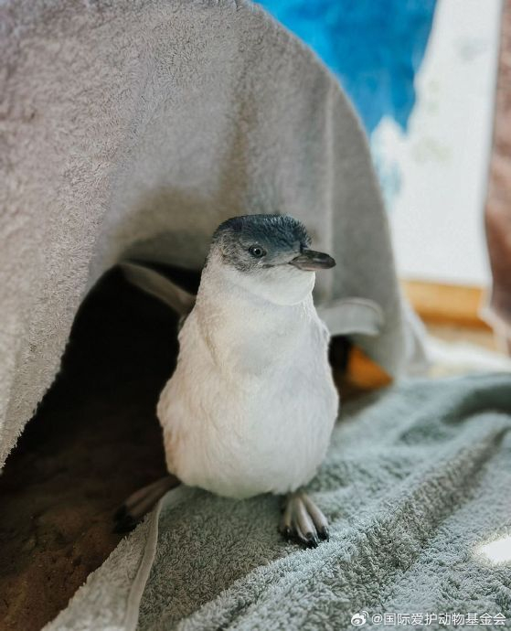 塔斯马尼亚的小蓝企鹅,这是个迷路的小朋友名叫bluey