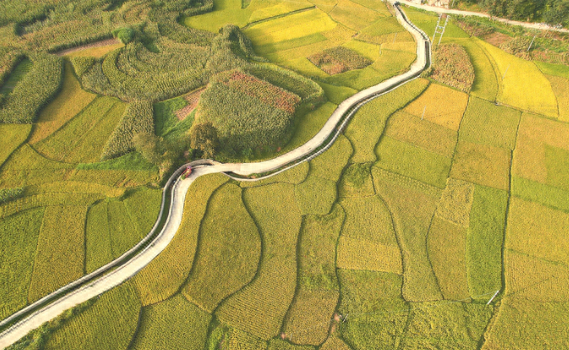 一村一景 | 贵州兴仁市大屯村:田野里的"金"涛"麦"浪